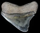 Juvenile Megalodon Tooth - Serrated Blade #56586-1